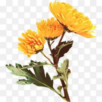 ��ͨ ���� ����ֲ��-������