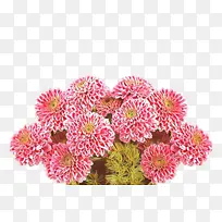 ��ͨ ���� ��ɫ-������