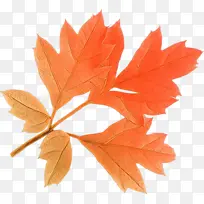 卡通 树叶 树木-空若网 卡通 树叶 树木-空若网