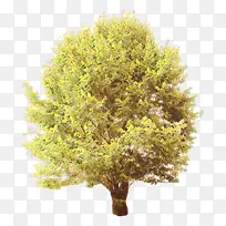 卡通 树 植物-空若网 卡通 树 植物-空若网