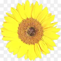 卡通 向日葵 花-空若网 卡通 向日葵 花-空若网