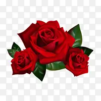 花卉 玫瑰 花园玫瑰-空若网 花卉 玫瑰 花园玫瑰-空若网