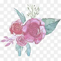 花园玫瑰 粉色 花朵-空若网 花园玫瑰 粉色 花朵-空若网