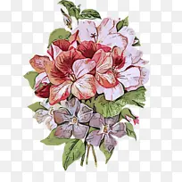 花 植物 开花植物-空若网 花 植物 开花植物-空若网