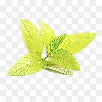 ¿¨Í¨ Ò¶×Ó Ö²Îï-¿ÕÈôÍø ¿¨Í¨ Ò¶×Ó Ö²Îï-¿ÕÈôÍø