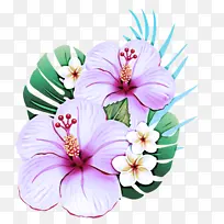 木槿 夏威夷木槿 花-空若网 木槿 夏威夷木槿 花-空若网