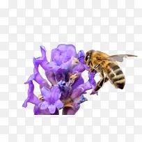 ÃÛ·ä À¥³æ »¨-¿ÕÈôÍø ÃÛ·ä À¥³æ »¨-¿ÕÈôÍø