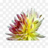 花 开花植物 花瓣-空若网 花 开花植物 花瓣-空若网