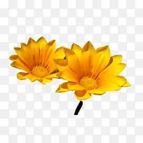 花 黄色 英国万寿菊-空若网 花 黄色 英国万寿菊-空若网