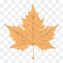 卡通 叶子 树-空若网 卡通 叶子 树-空若网