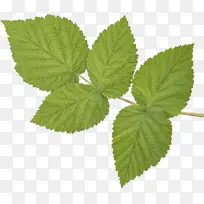 卡通 叶子 植物-空若网 卡通 叶子 植物-空若网