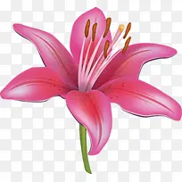 开花植物 百合 花瓣-空若网 开花植物 百合 花瓣-空若网
