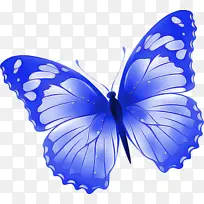 飞蛾和蝴蝶 蝴蝶 昆虫-空若网 飞蛾和蝴蝶 蝴蝶 昆虫-空若网