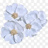 ���� ��ɫ ��-������