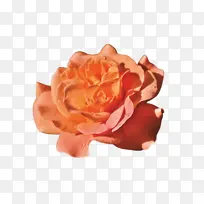 ������ ��ɫ ��-������