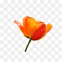 开花植物 花 植物-空若网 开花植物 花 植物-空若网