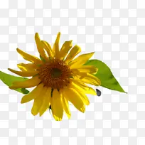 花 花瓣 开花植物-空若网 花 花瓣 开花植物-空若网