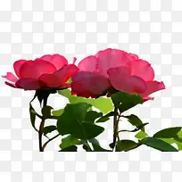 英国万寿菊 橙色 花朵-空若网 英国万寿菊 橙色 花朵-空若网