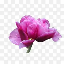 花 玫瑰 开花植物-空若网 花 玫瑰 开花植物-空若网