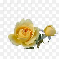 花 紫菀 植物-空若网 花 紫菀 植物-空若网