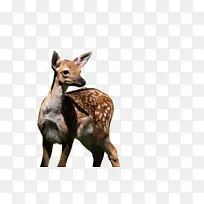 野生动物 陆生动物 狍-空若网 野生动物 陆生动物 狍-空若网