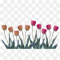 开花植物 花 郁金香-空若网 开花植物 花 郁金香-空若网