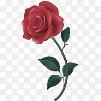 花卉 开花植物 花园玫瑰-空若网 花卉 开花植物 花园玫瑰-空若网