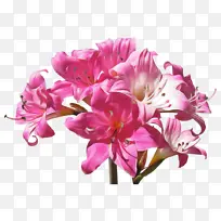 花朵 开花植物 植物-空若网 花朵 开花植物 植物-空若网