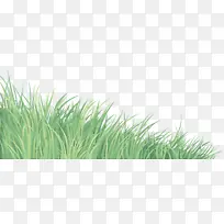 ²Ý ÂÌÉ« Ö²±»-¿ÕÈôÍø ²Ý ÂÌÉ« Ö²±»-¿ÕÈôÍø