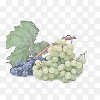 采购产品葡萄 葡萄叶 无籽水果-空若网 采购产品葡萄 葡萄叶 无籽水果-空若网
