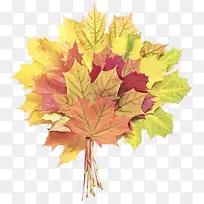 叶子 树 黑枫树-空若网 叶子 树 黑枫树-空若网