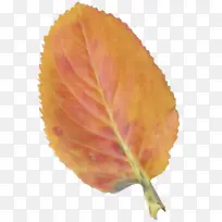 叶子 黄色 橙色-空若网 叶子 黄色 橙色-空若网