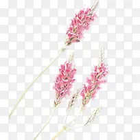 ��ͨ ����ֲ�� ��-������