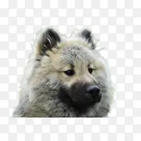 粉色 花瓣 花朵-空若网 粉色 花瓣 花朵-空若网