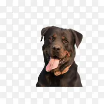 花卉 粉色 紫菀-空若网 花卉 粉色 紫菀-空若网