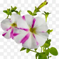 ˮ�� ���� ʪī-������