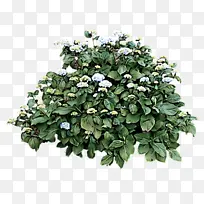 开花植物 花 植物-空若网 开花植物 花 植物-空若网