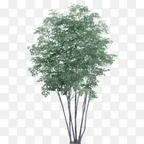 树 植物 花-空若网 树 植物 花-空若网