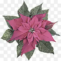 �� Ҷ ֲ��-������