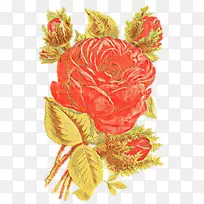 ��ͨ ���� ֲ��-������