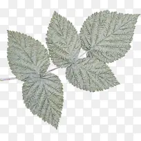 叶 滑榆 植物-空若网 叶 滑榆 植物-空若网