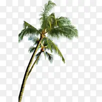 �� ����� ֲ��-������