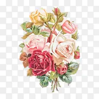 花卉 开花植物 花园玫瑰-空若网 花卉 开花植物 花园玫瑰-空若网