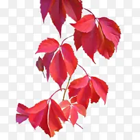 开花植物 叶 树-空若网 开花植物 叶 树-空若网