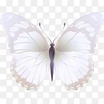 飞蛾和蝴蝶 蝴蝶 昆虫-空若网 飞蛾和蝴蝶 蝴蝶 昆虫-空若网
