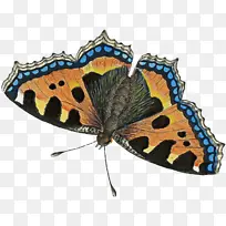 蝴蝶 坎伯威尔美女 昆虫-空若网 蝴蝶 坎伯威尔美女 昆虫-空若网