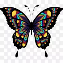 蝴蝶昆虫蓝桌面壁纸夹艺术-蝴蝶-空若网 蝴蝶昆虫蓝桌面壁纸夹艺术-蝴蝶-空若网