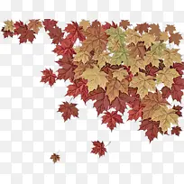 叶 树 黑枫树-空若网 叶 树 黑枫树-空若网