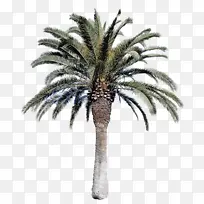 �ɹ���Ʒ�� ֲ�� �����-������