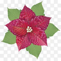 花 粉色 花瓣-空若网 花 粉色 花瓣-空若网